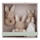 'Gift Box' Baby Bunny - Little Dutch