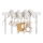 Aktivna spirala Newborn Naturals - Little Dutch
