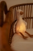 Slika Noćno svjetlo za crtanje Little Goose - Little Dutch