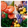 Slika LEGO BOTANICALS 11505 Šumske gljive