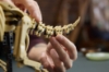 Slika LEGO® JURASSIC WORLD™ 77985 Fosili dinosaura: Triceratops